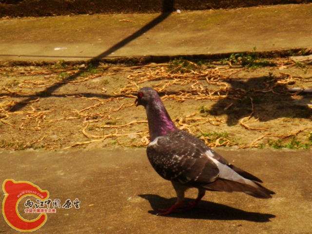 DSC07312.JPG