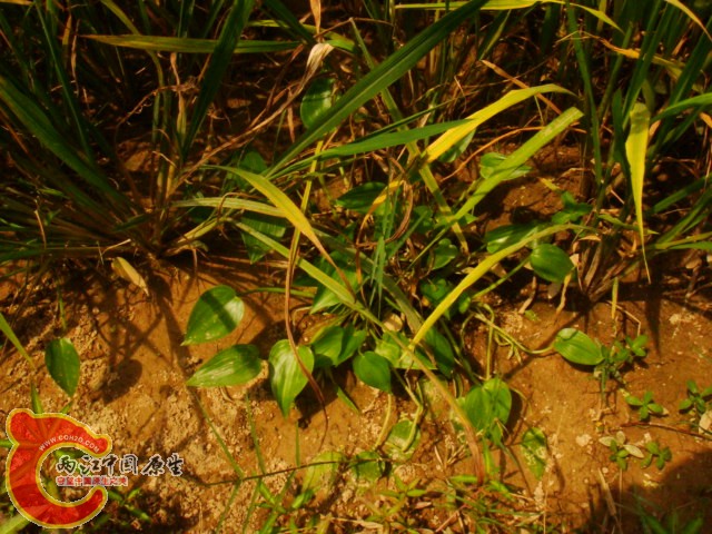 DSC07329.JPG