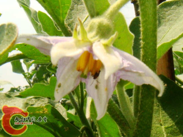 DSC07338.JPG