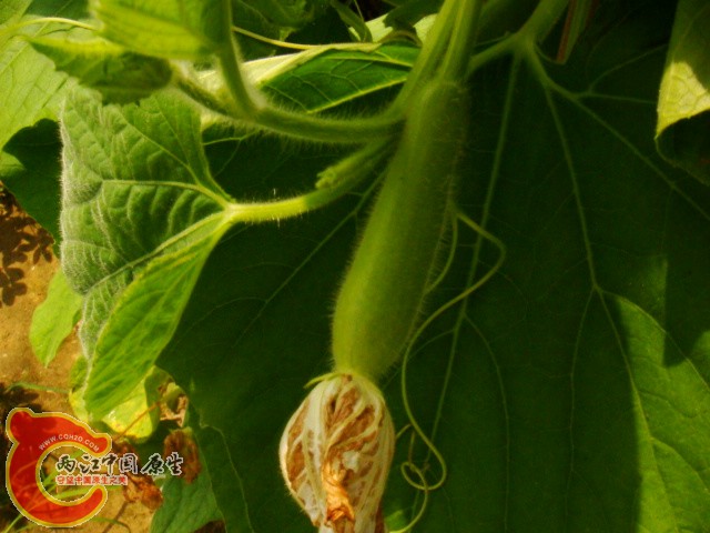 DSC07336.JPG