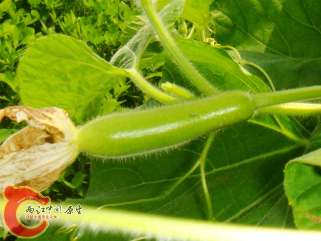 DSC07337.JPG