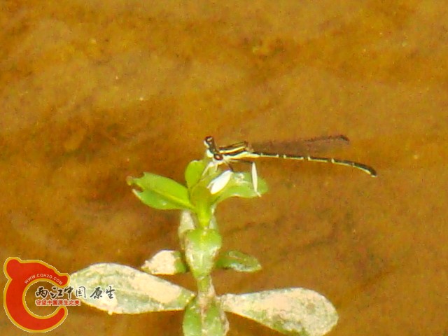 DSC07342.JPG