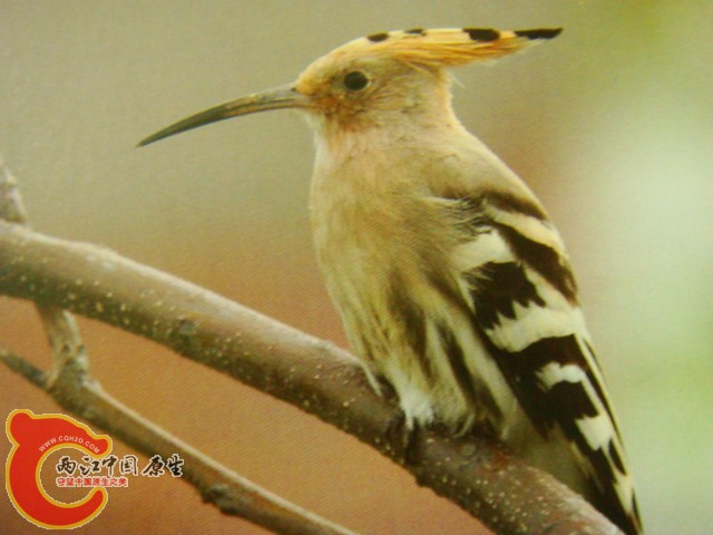 DSC07414.JPG