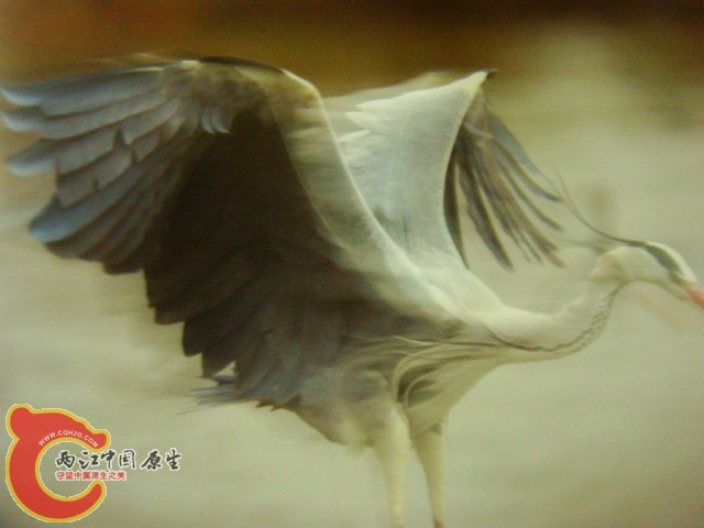 DSC07429.JPG