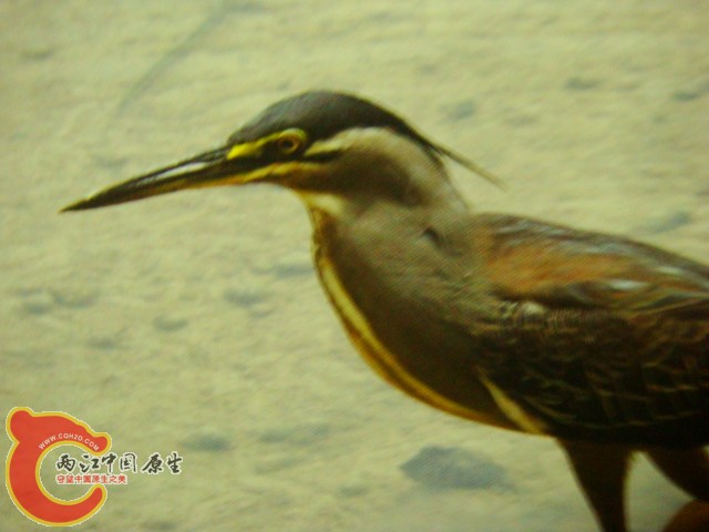 DSC07427.JPG