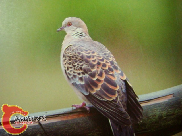 DSC07384.JPG