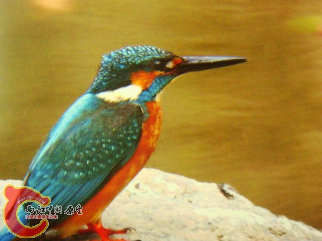 DSC07385.JPG