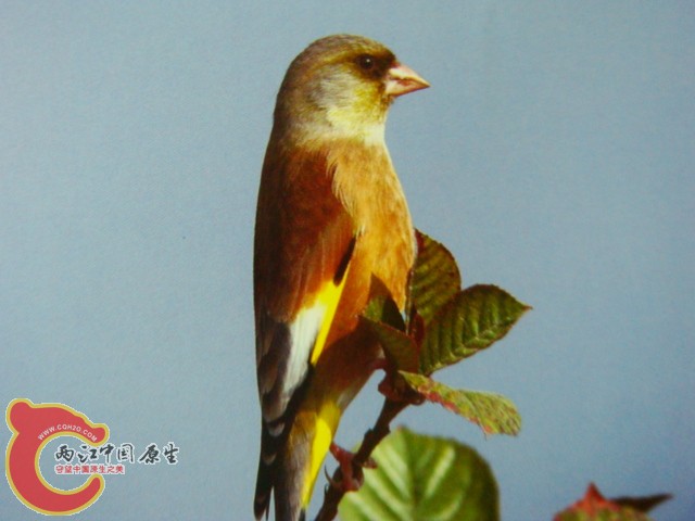 DSC07408.JPG