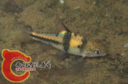 t3.jpg