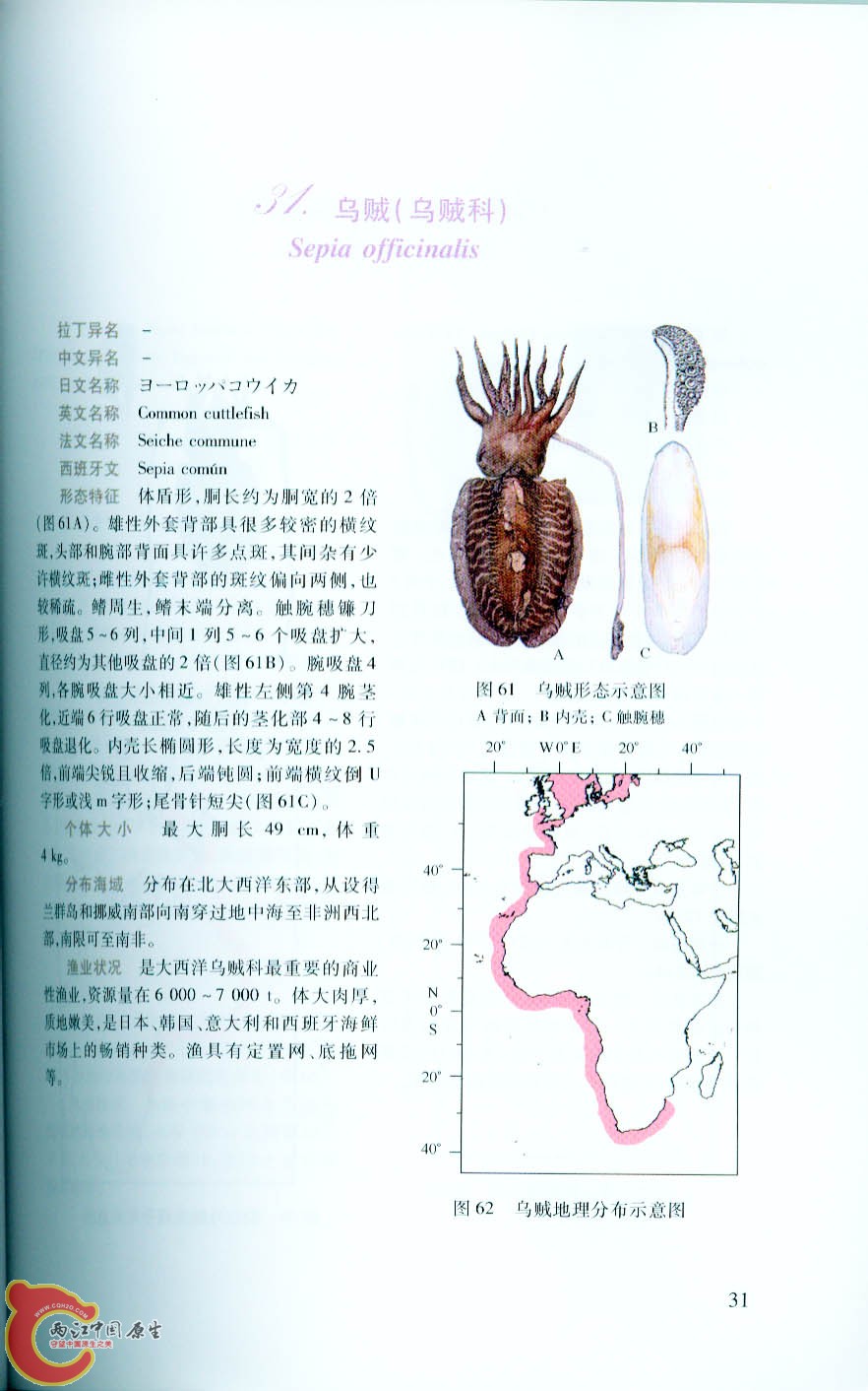 鱼2.jpg