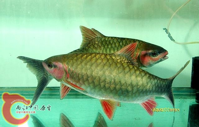 Barbodes sinensis.jpg
