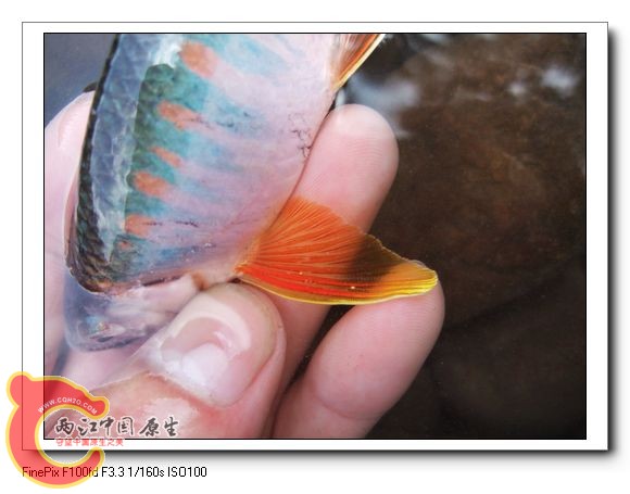 艳丽的鱼鳍与身上的花纹