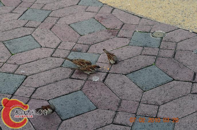 DSC_1525.JPG