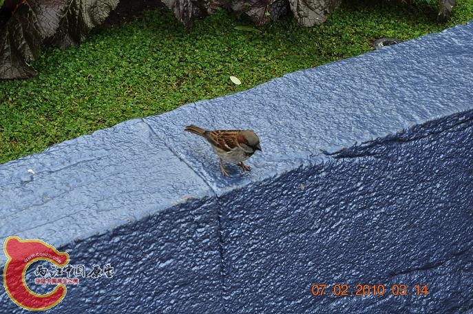 DSC_1523.JPG