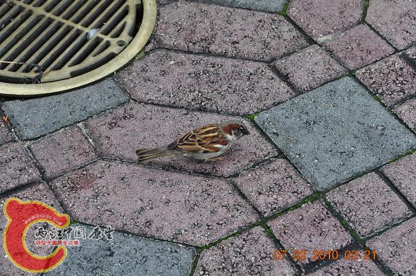 DSC_1529.JPG