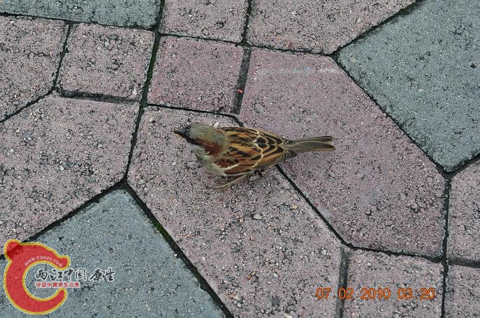 DSC_1528.JPG