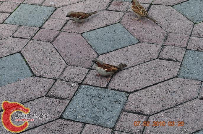 DSC_1526.JPG