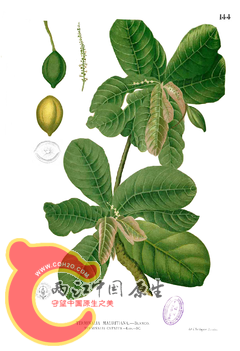 240px-Terminalia_catappa_Blanco1_144.png