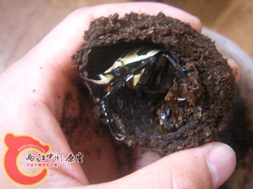 MO公 (2).JPG