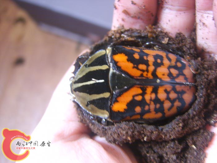 MO母 (2).JPG