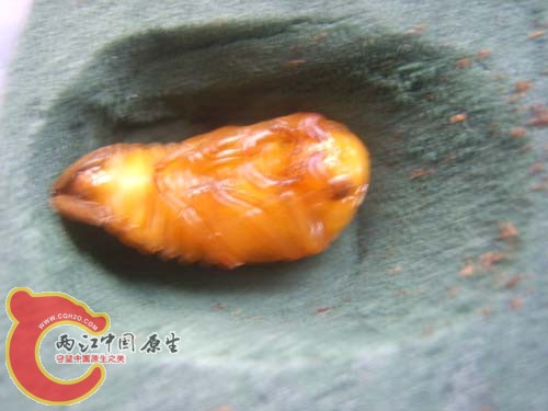牙蛹.JPG
