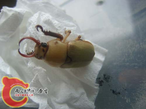 新羽化牙.JPG