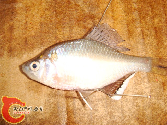 DSC07533.JPG
