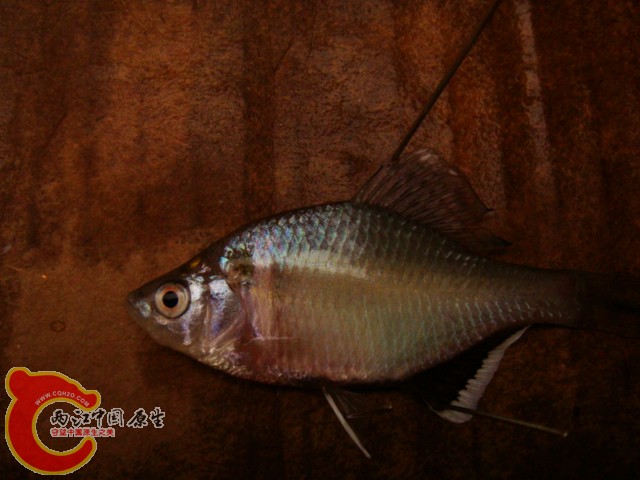 DSC07534.JPG