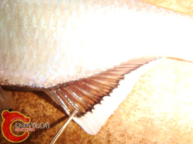 DSC07537.JPG