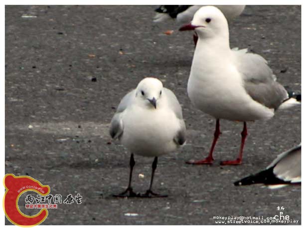 跟人讨食物的海鸥