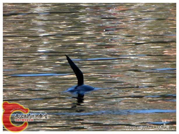 港口看到的海豹，在跟我们hi 5