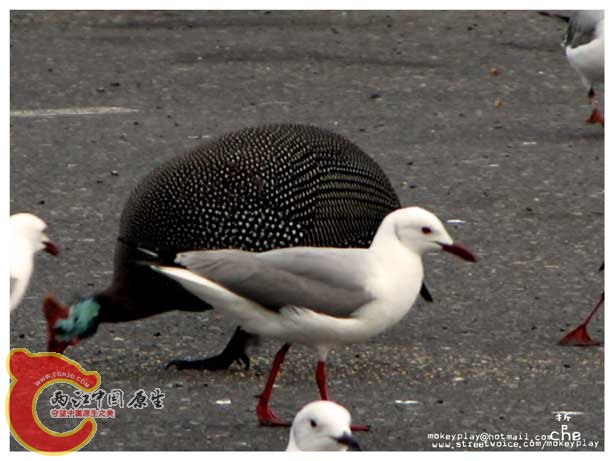 火鸡也来凑热闹