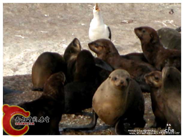 海鸥也来凑热闹