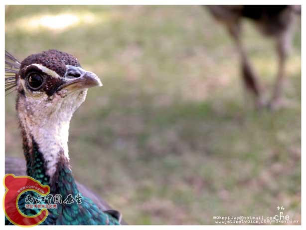 真难拍，头一直动，跟火鸡有的拼