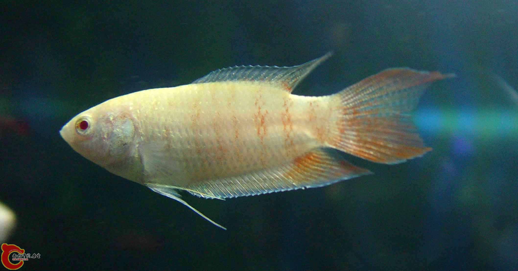二号鱼.jpg