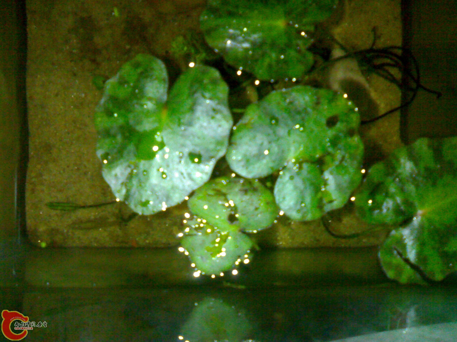 20100420584.jpg