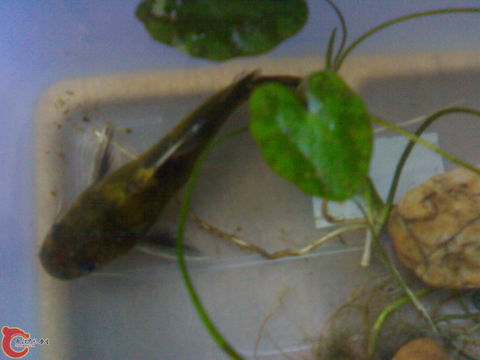 20100420571.jpg