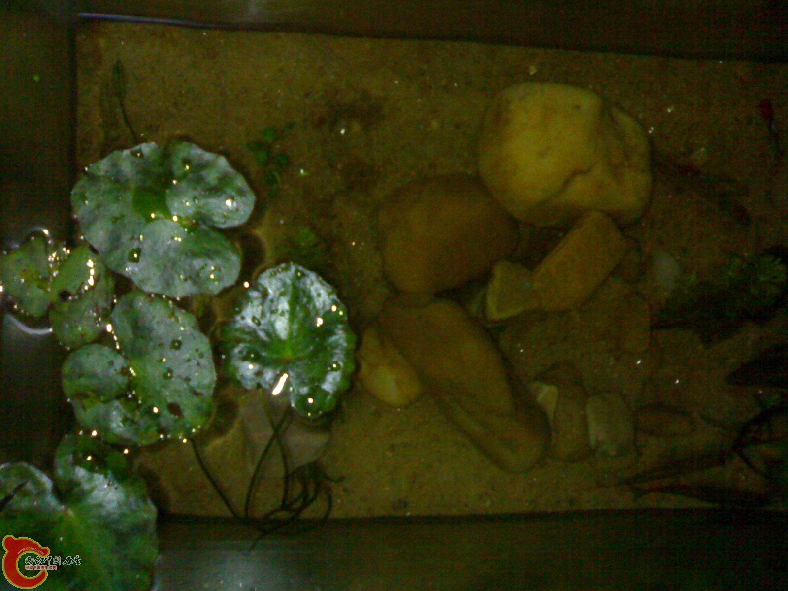 20100420583.jpg