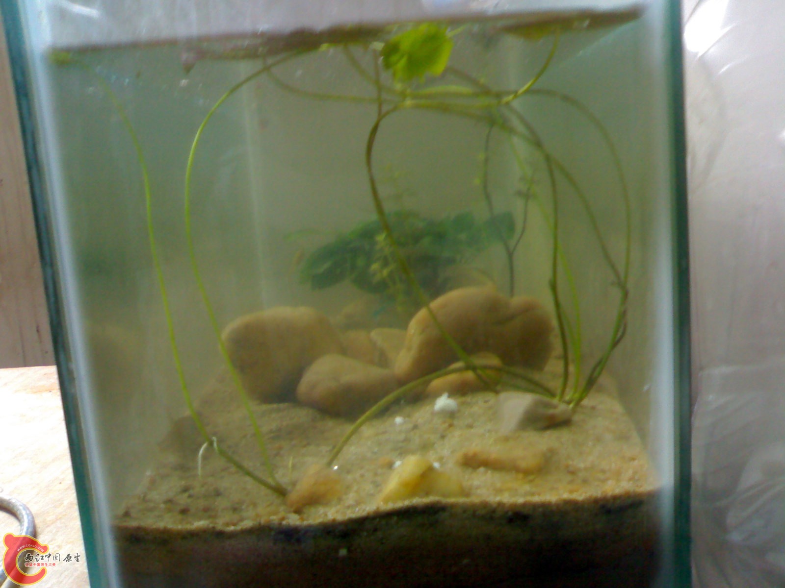 20100426733.jpg