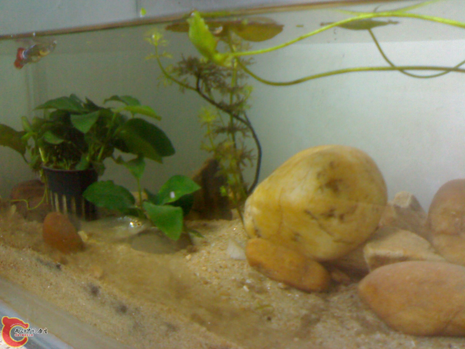 20100428766.jpg