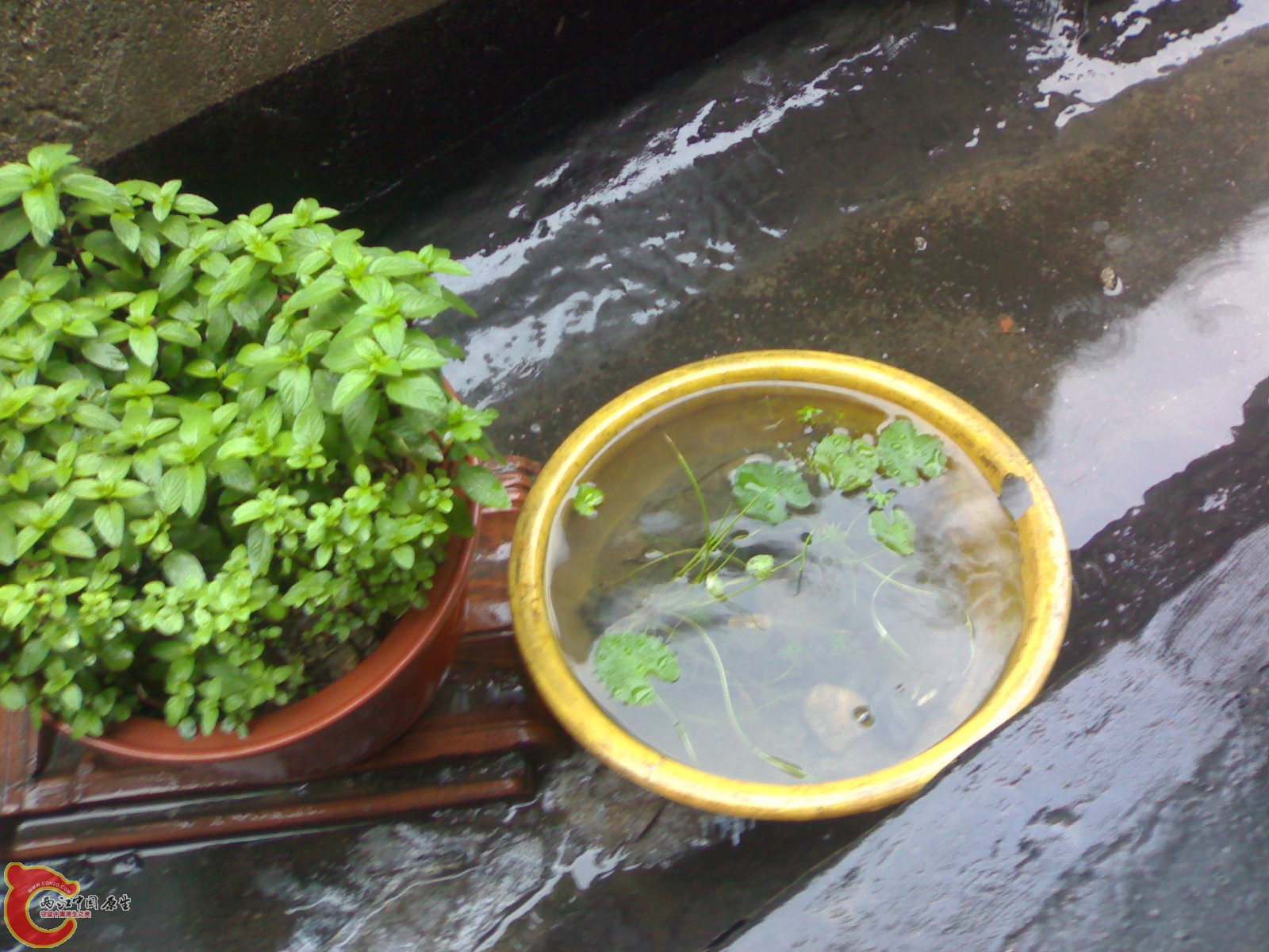 20100508917.jpg