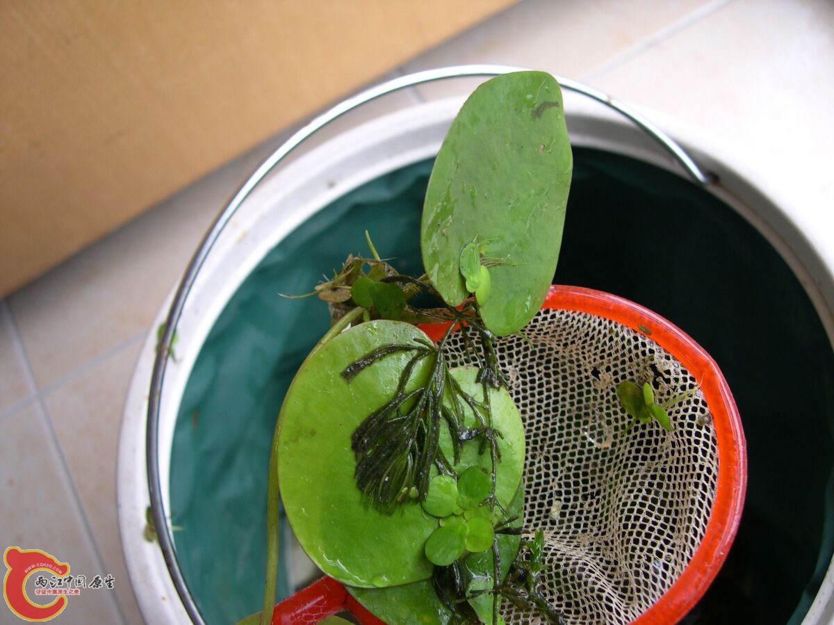 水草1.jpg