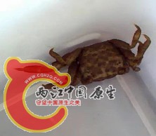 皱痕拟相手蟹