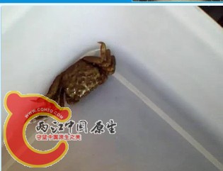 皱痕拟相手蟹