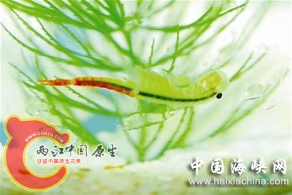 恐龙虾...jpg