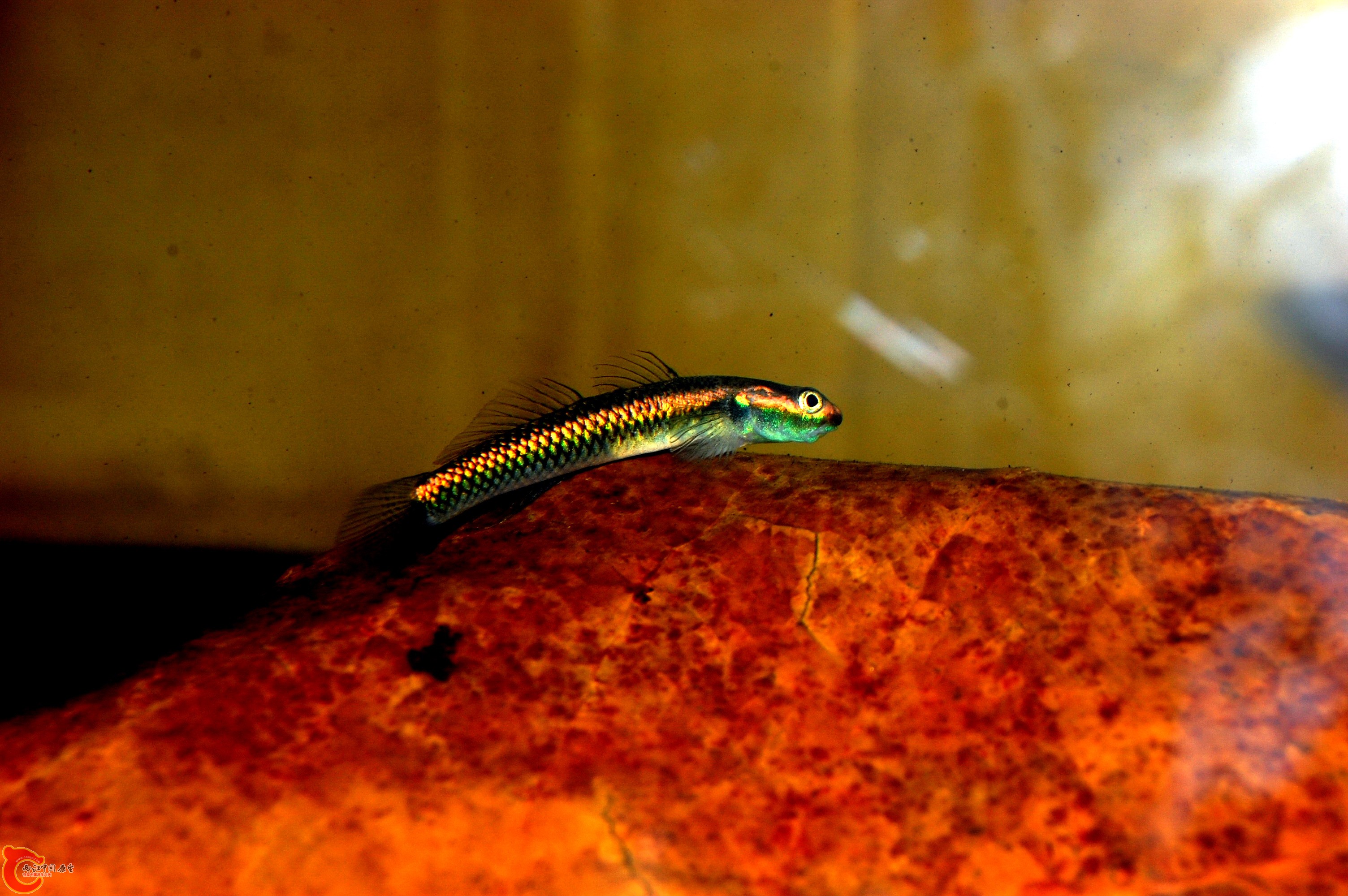 DSC_0114.jpg