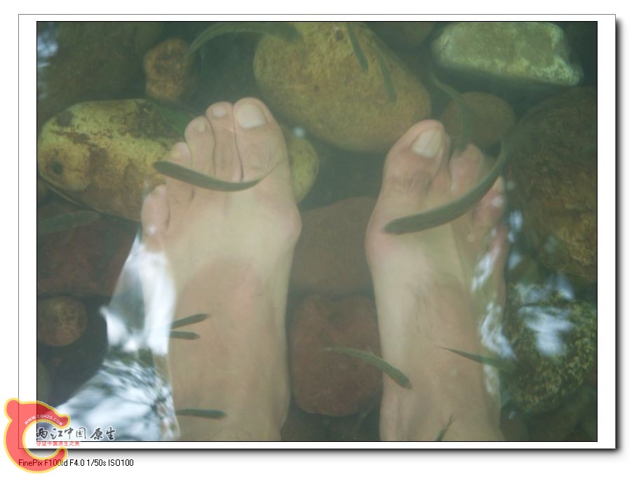 河里的一小群鱼