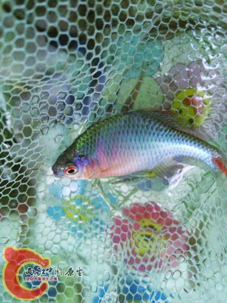 发色最好的一条