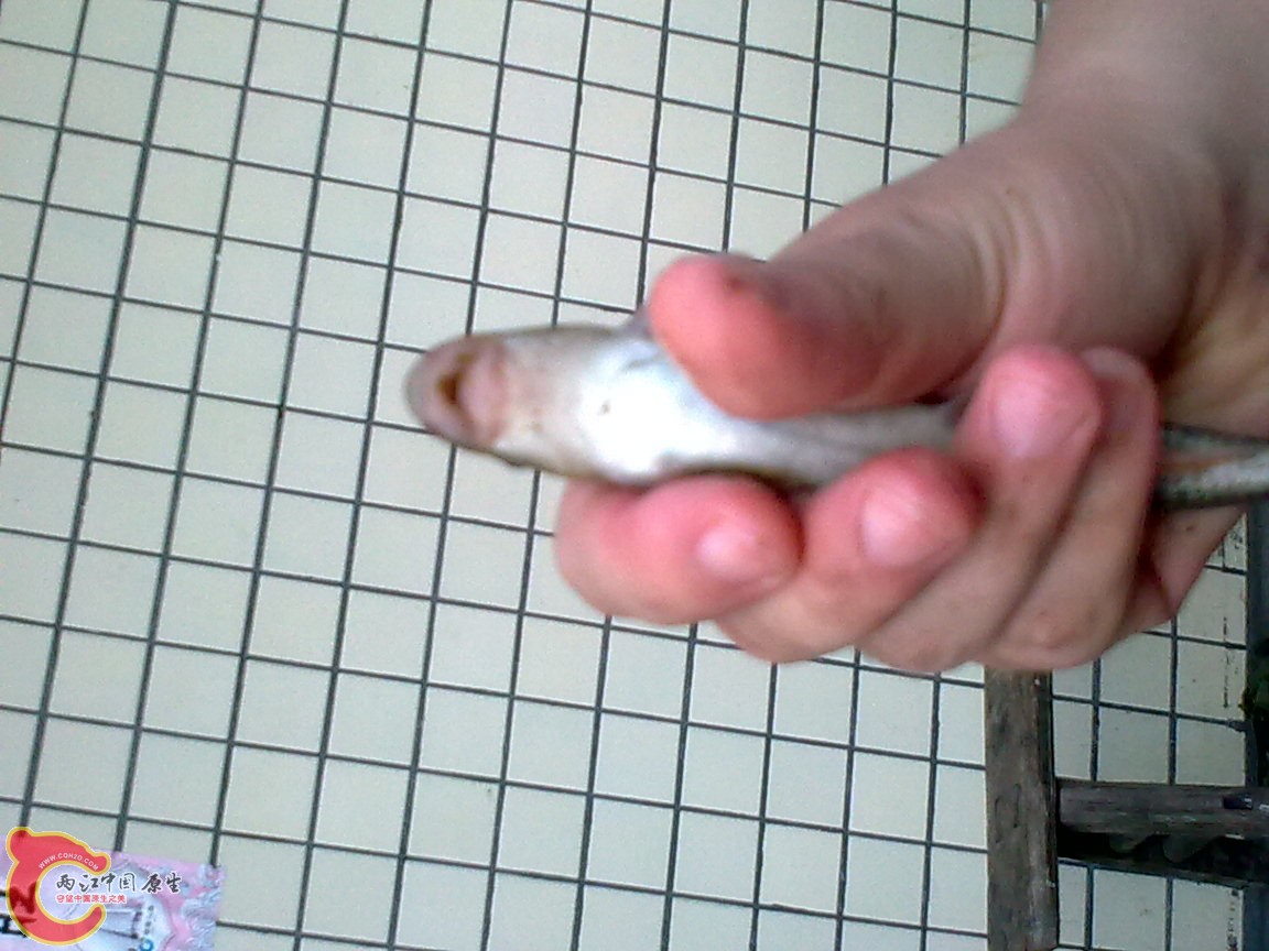 鱼2.jpg