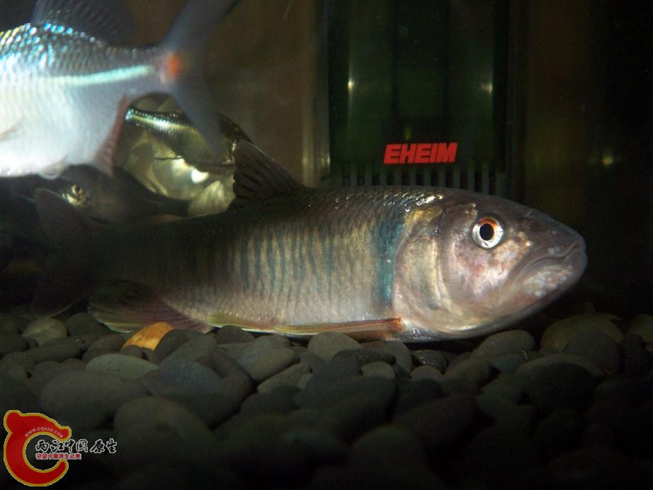 100_9890.JPG